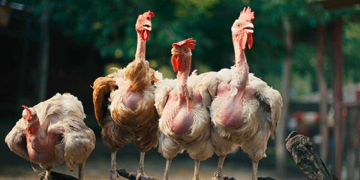 HEN